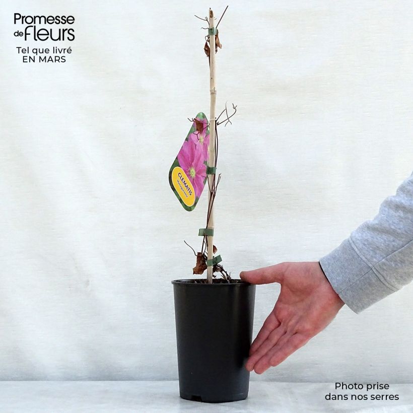 Spécimen de Clématite - Clematis Hanagurama Pot de 2L/3L tel que livré au printemps
