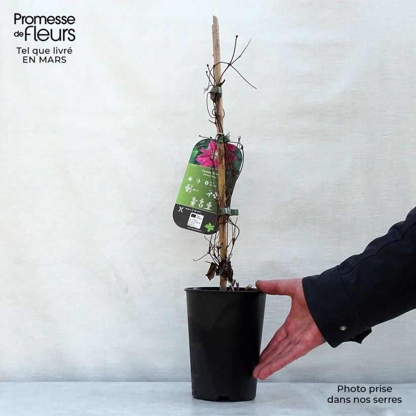 Spécimen de Clématite - Clematis Hania Pot de 1,5L/2L tel que livré au printemps