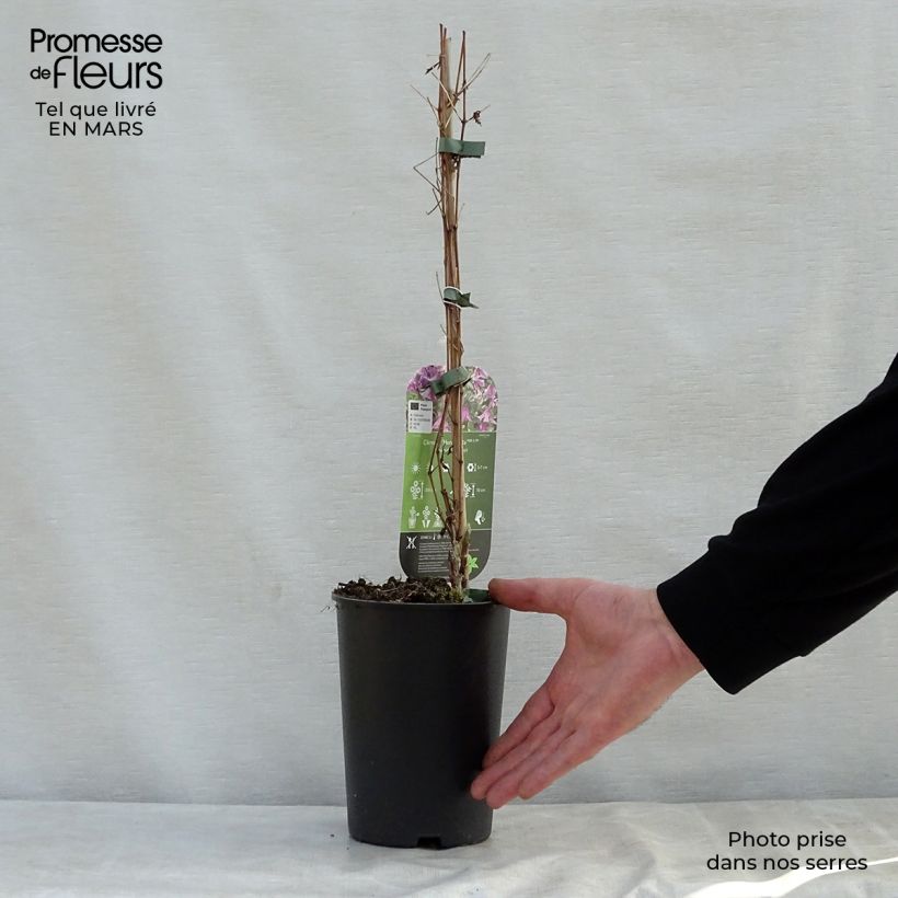 Spécimen de Clématite - Clematis Hendryetta Pot de 2L/3L tel que livré au printemps