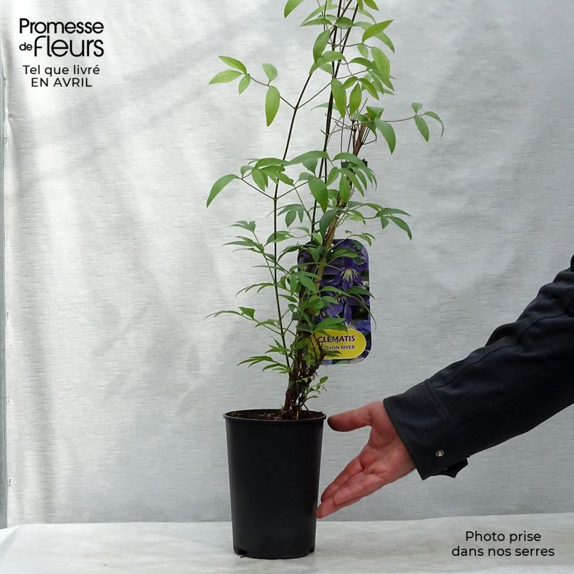 Spécimen de Clématite - Clematis Hudson River  Pot de 2L/3L tel que livré au printemps