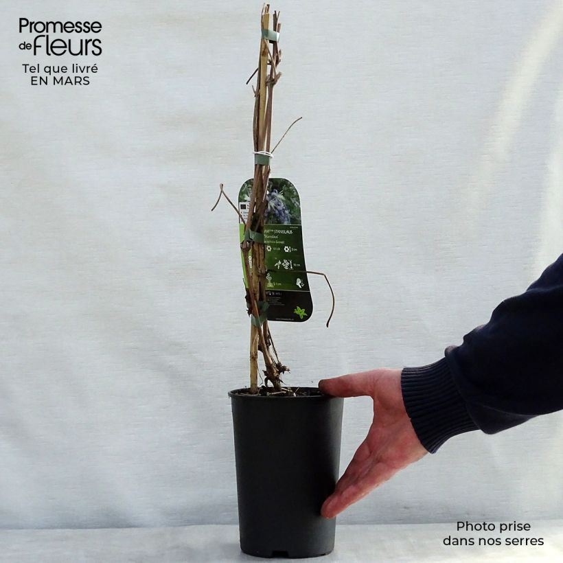 Spécimen de Clématite - Clematis I am Stanislaus Pot de 2L/3L tel que livré au printemps
