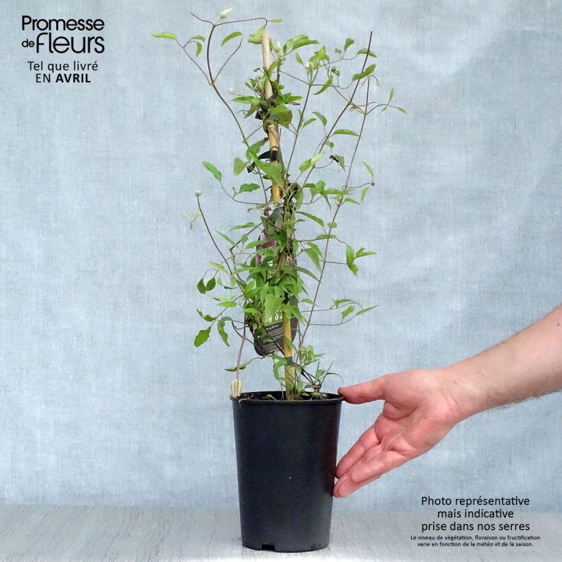 Spécimen de Clématite - Clematis Isabella Pot de 2L/3L tel que livré au printemps