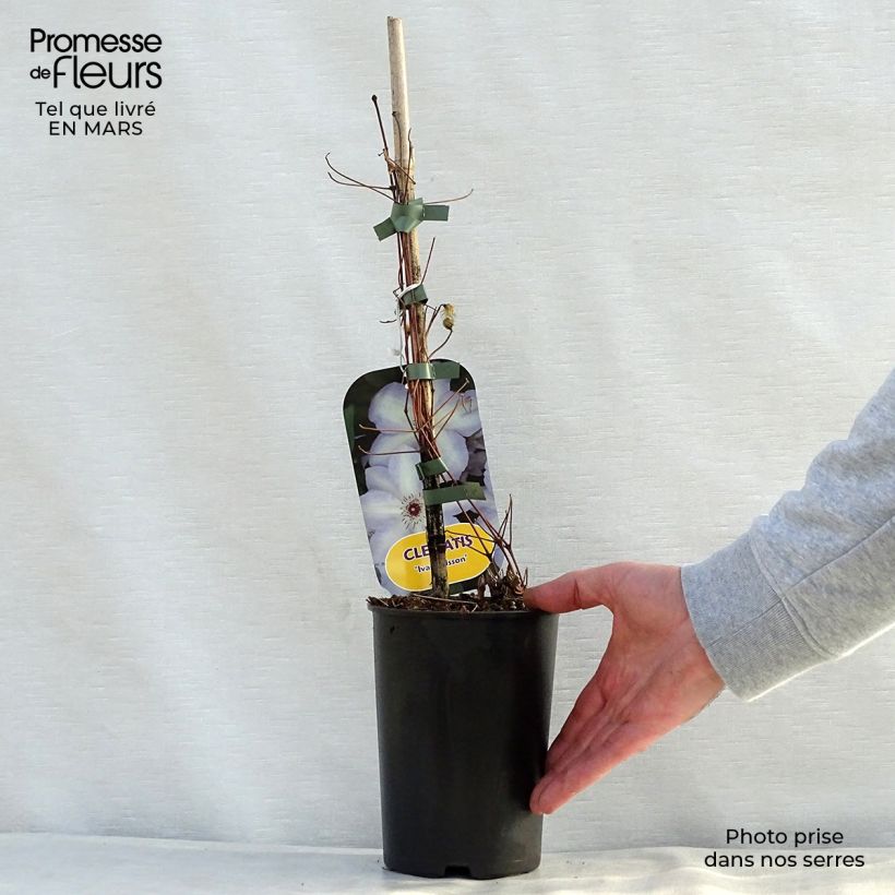 Spécimen de Clématite - Clematis Ivan Olsson Pot de 2L/3L tel que livré au printemps