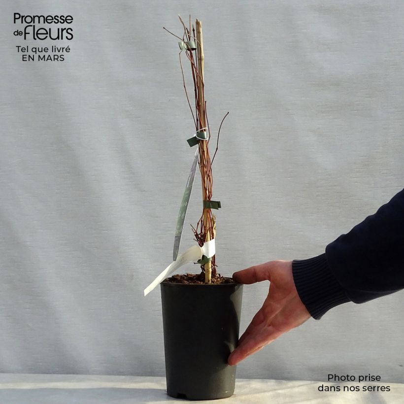Spécimen de Clématite - Clematis Jan Fopman Pot de 2L/3L tel que livré au printemps