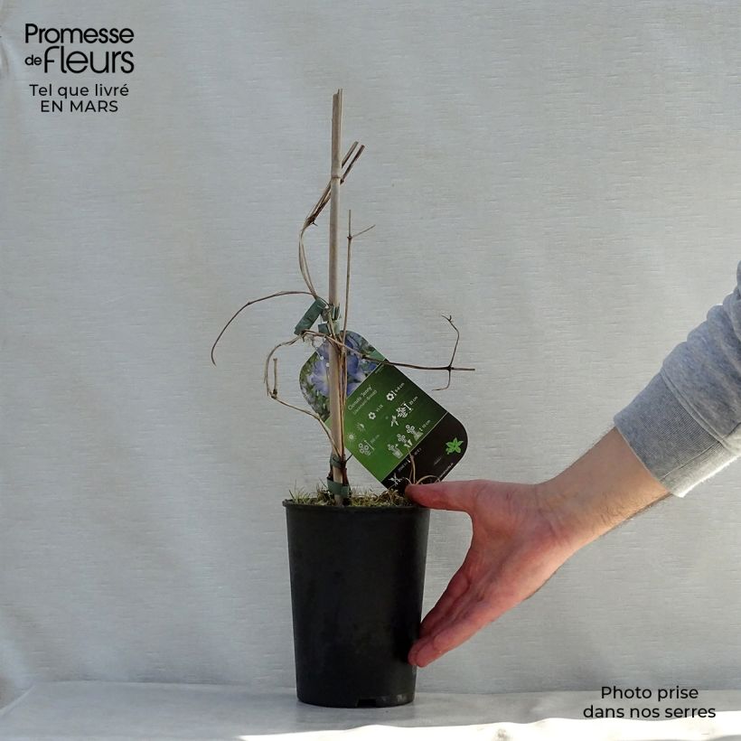 Spécimen de Clématite - Clematis Jenny Pot de 2L/3L tel que livré au printemps