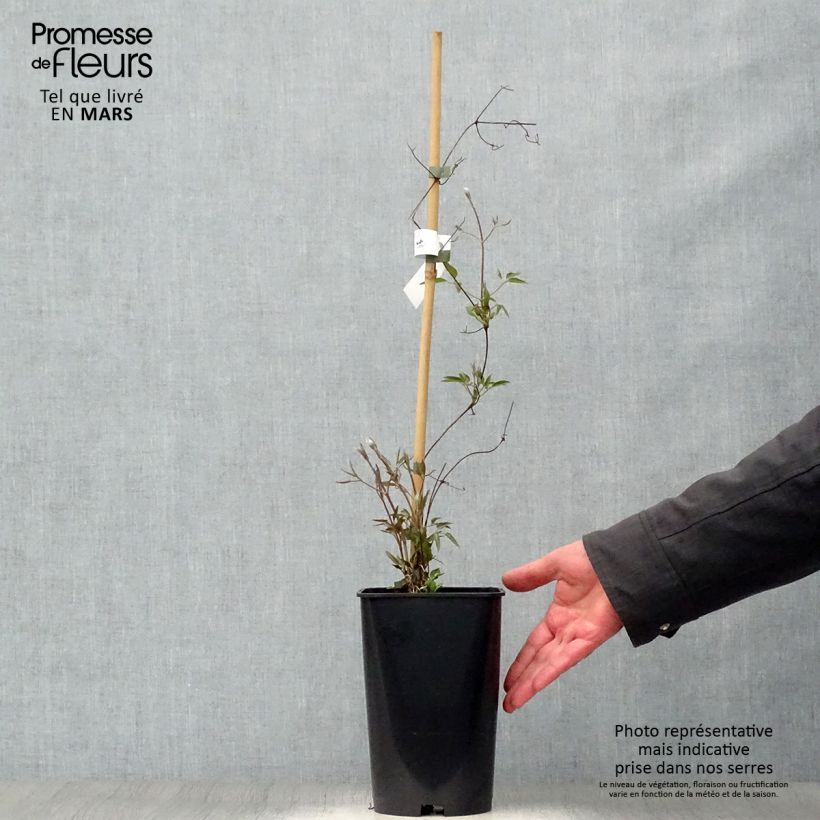 Spécimen de Clématite - Clematis Josephine Pot de 2L/3L tel que livré au printemps