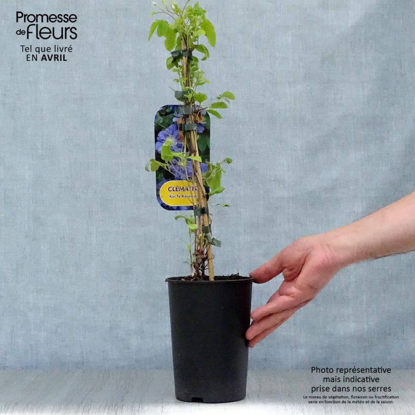 Spécimen de Clématite - Clematis Kiri Te Kanawa Pot de 2L/3L tel que livré au printemps