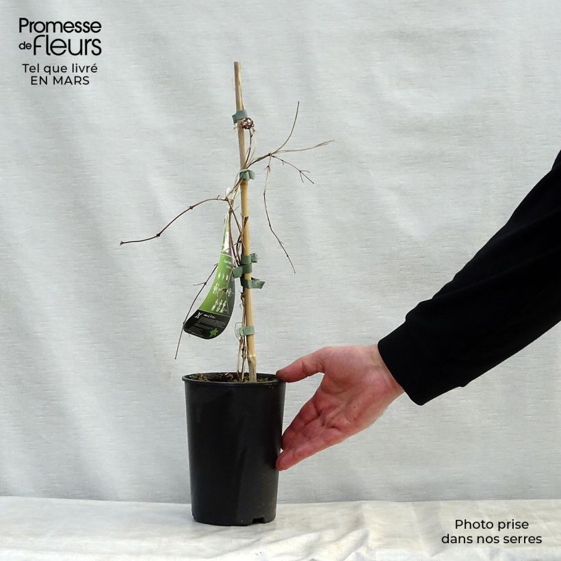 Spécimen de Clématite - Clematis Kokonoe Pot de 2L/3L tel que livré au printemps
