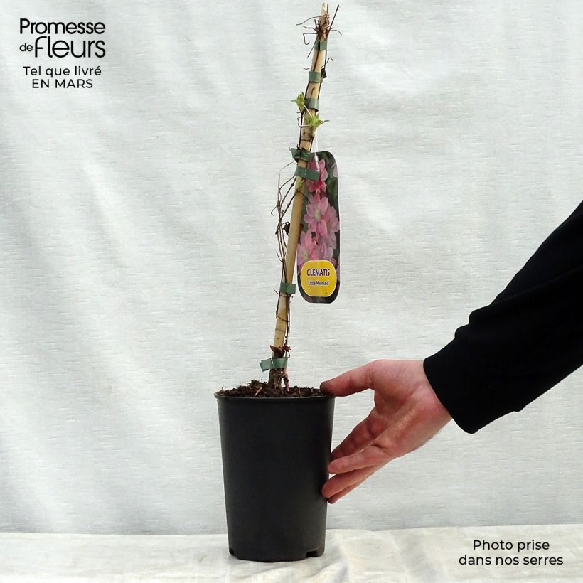 Spécimen de Clématite - Clematis Little Mermaid Pot de 2L/3L tel que livré au printemps