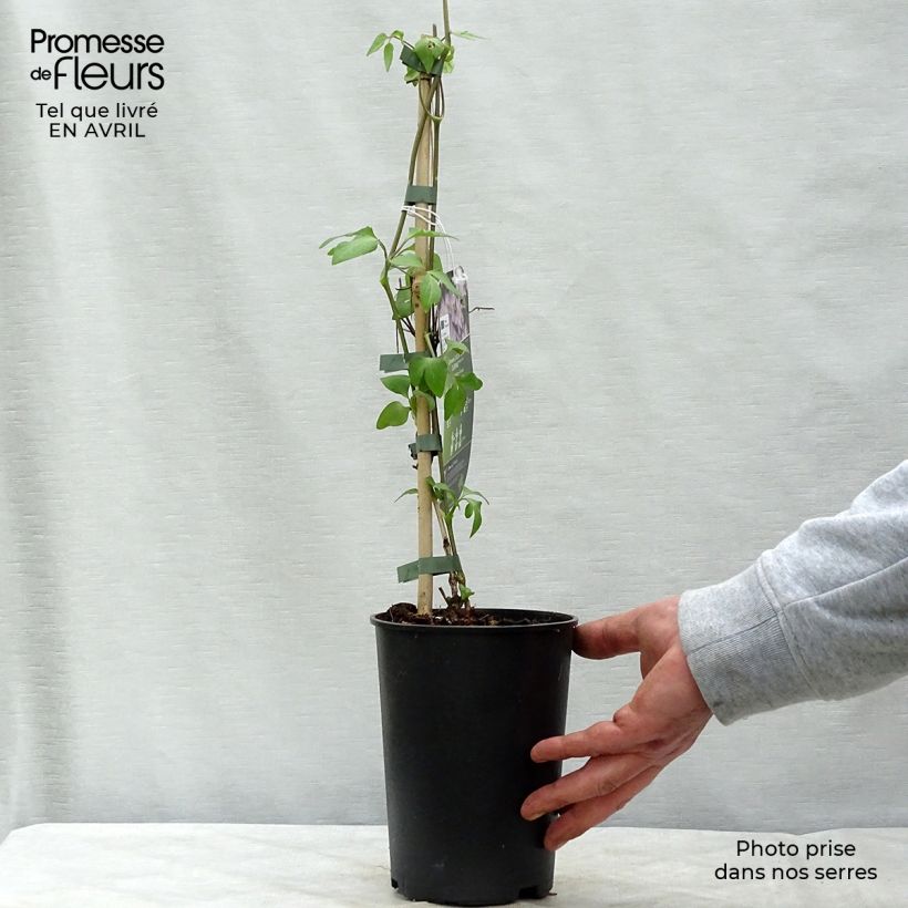 Spécimen de Clématite - Clematis Lucky Charm Pot de 2L/3L tel que livré au printemps