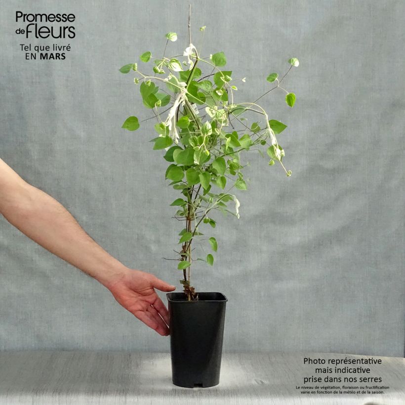 Spécimen de Clématite - Clematis Maria Skłodowska Curie Pot de 2L/3L tel que livré au printemps