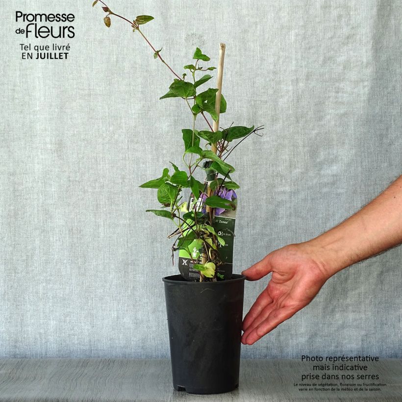 Spécimen de Clématite - Clematis Mon Amour Pot de 2L/3L tel que livré en été