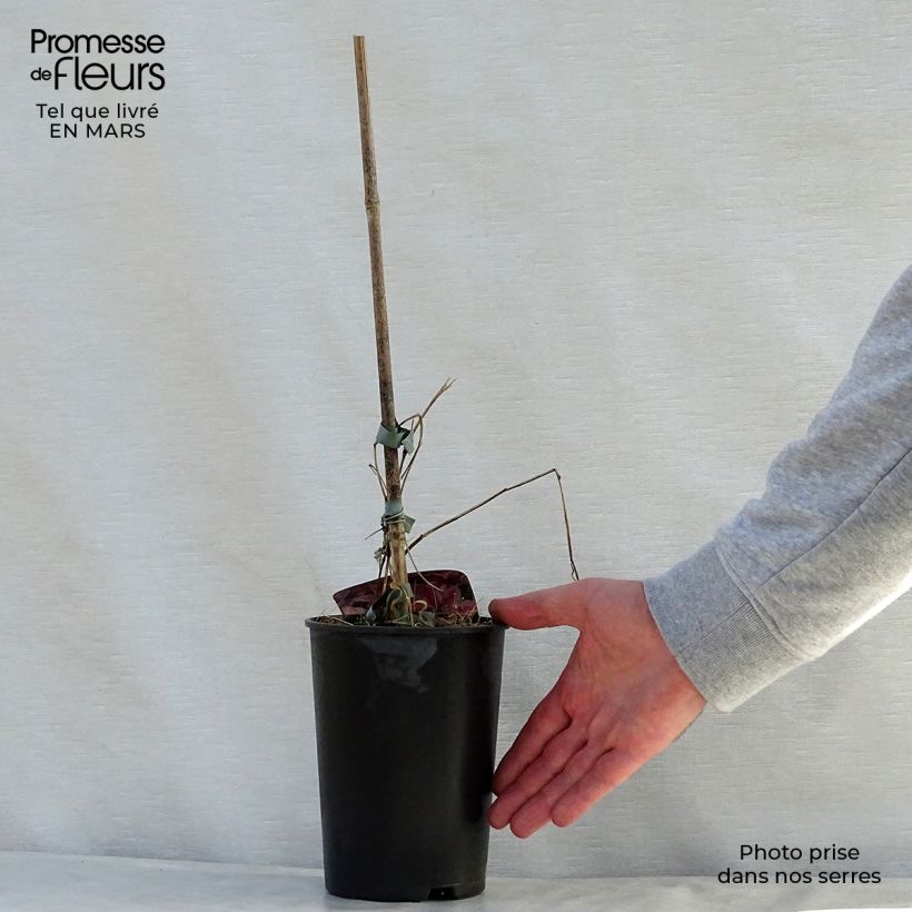 Spécimen de Clématite - Clematis Mon Cherry Pot de 2L/3L tel que livré au printemps