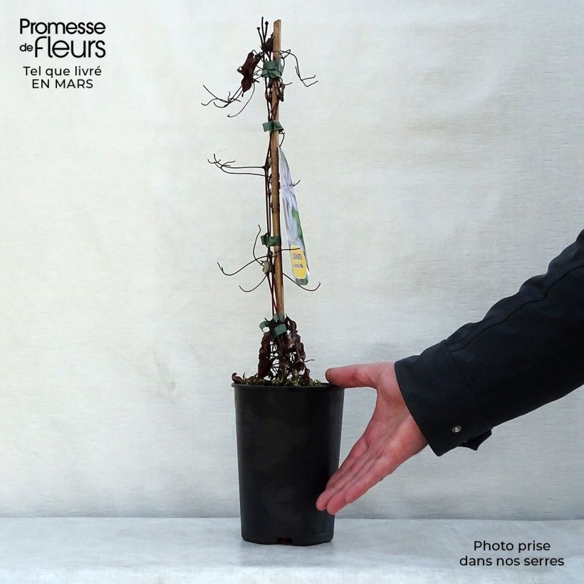 Spécimen de Clématite - Clematis Morning Star Pot de 2L/3L tel que livré au printemps