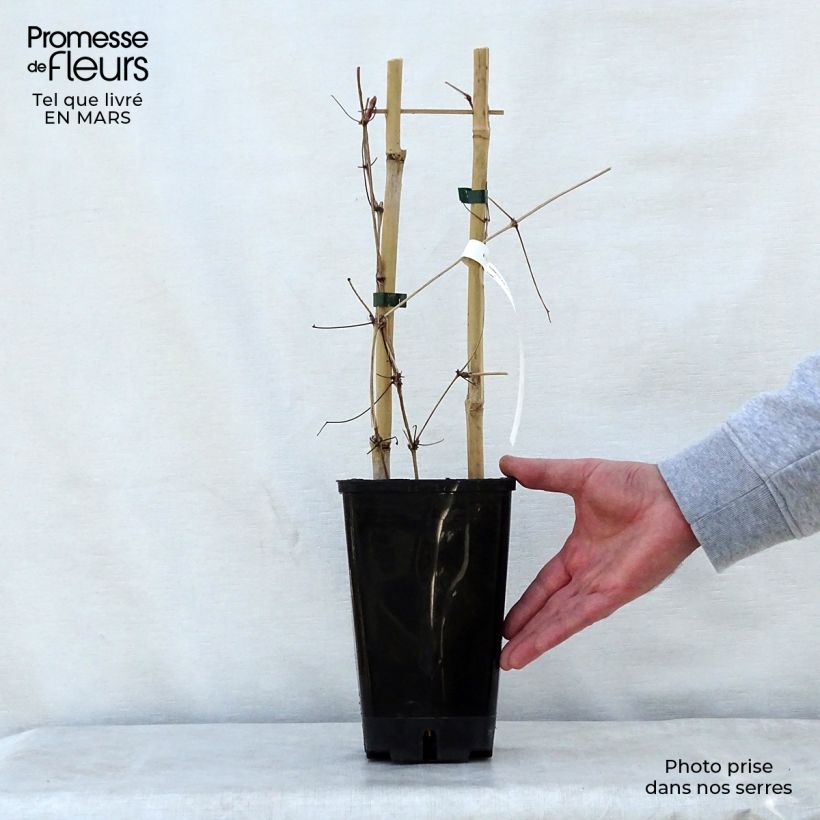 Spécimen de Clématite - Clematis Mrs. Georges Jackman Pot de 2L/3L tel que livré au printemps