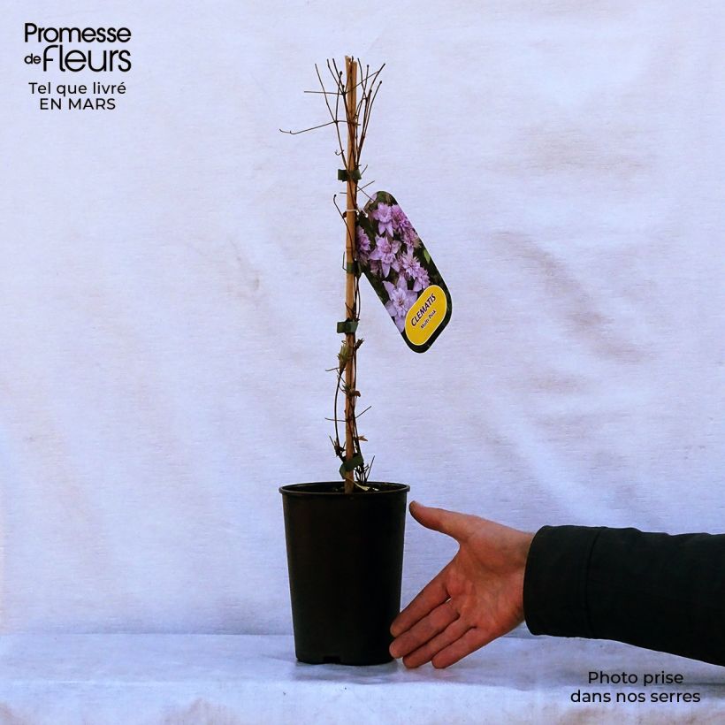Spécimen de Clématite - Clematis Multi Pink Pot de 2L/3L tel que livré au printemps