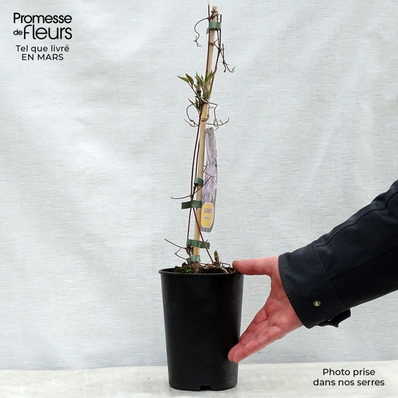 Example of Clématite - Clematis Nelly Moser Pot de 2L/3L as you get in printemps