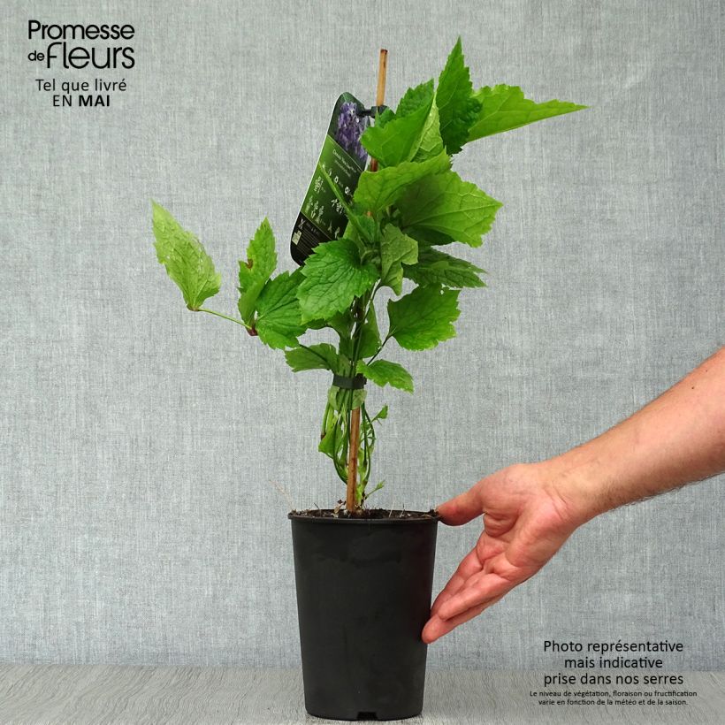 Example of Clématite - Clematis New Love Pot de 2L/3L as you get in printemps