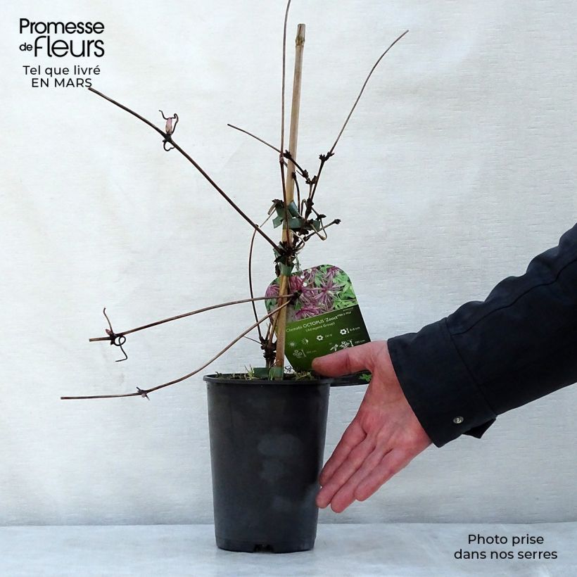 Spécimen de Clématite - Clematis Octopus Pot de 2L/3L tel que livré au printemps