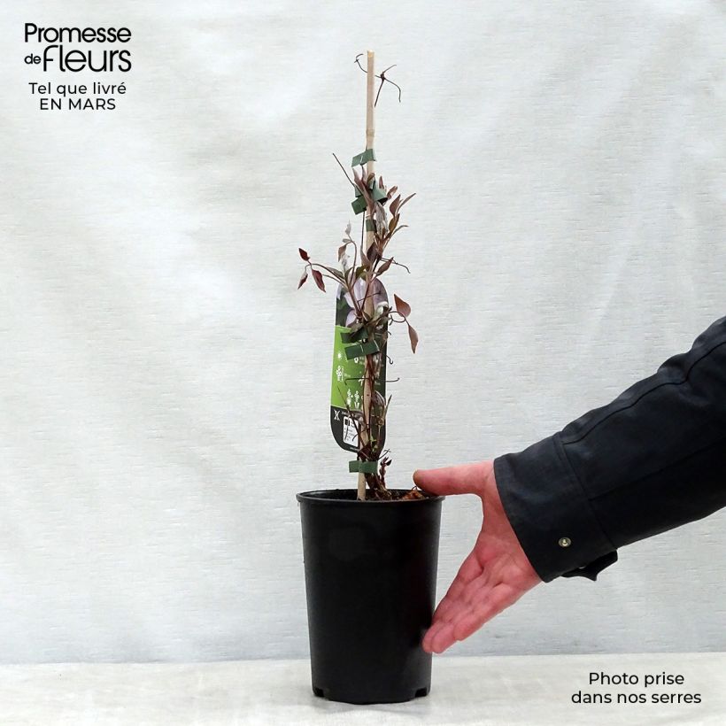 Spécimen de Clématite - Clematis Omoshiro Pot de 2L/3L tel que livré au printemps