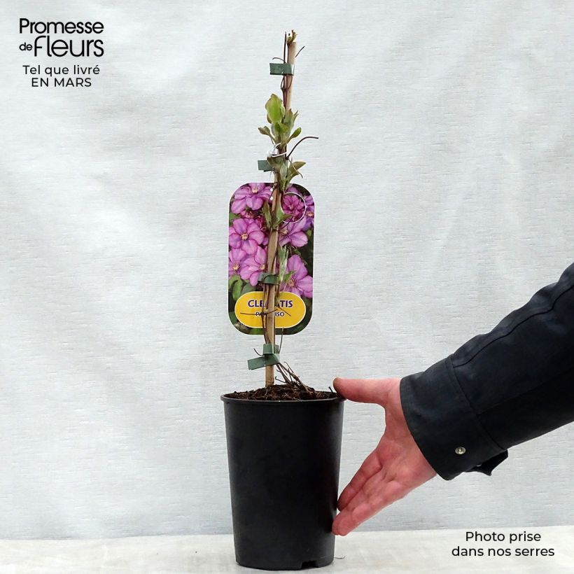Spécimen de Clematite - Clematis Paradiso Pot de 2L/3L tel que livré au printemps