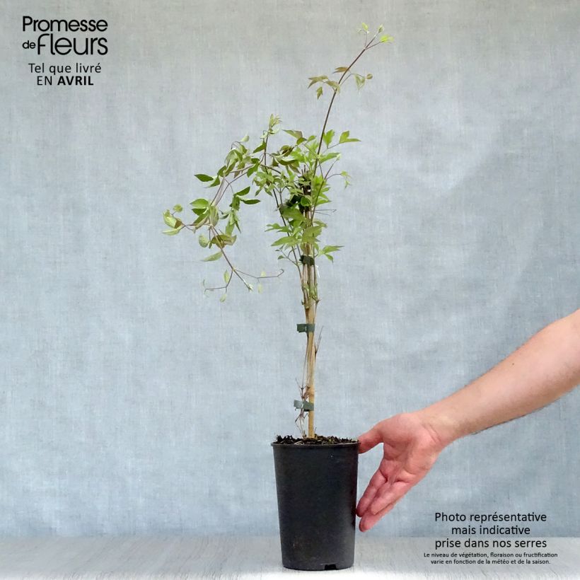 Example of Clématite -Clematis Pernille Pot de 2L/3L as you get in printemps