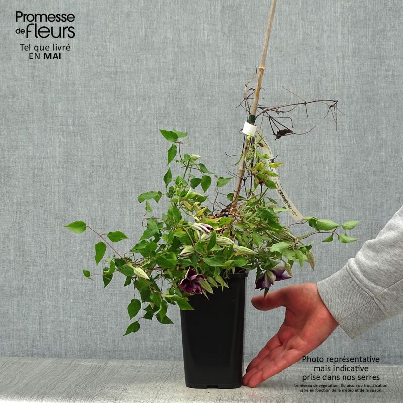 Spécimen de Clématite - Clematis Picardy Pot de 1,5L/2L tel que livré au printemps