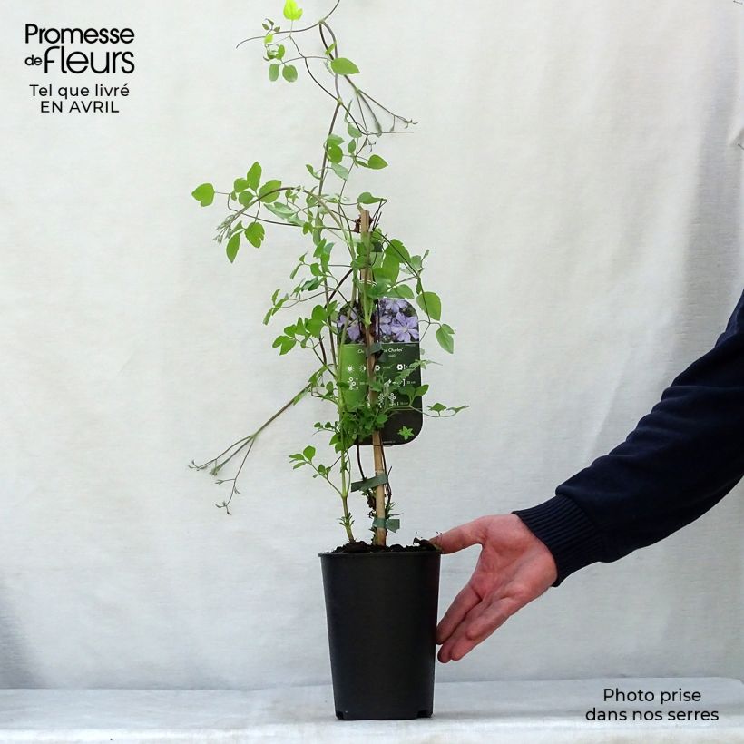 Example of Clématite - Clematis Prince Charles Pot de 2L/3L as you get in printemps