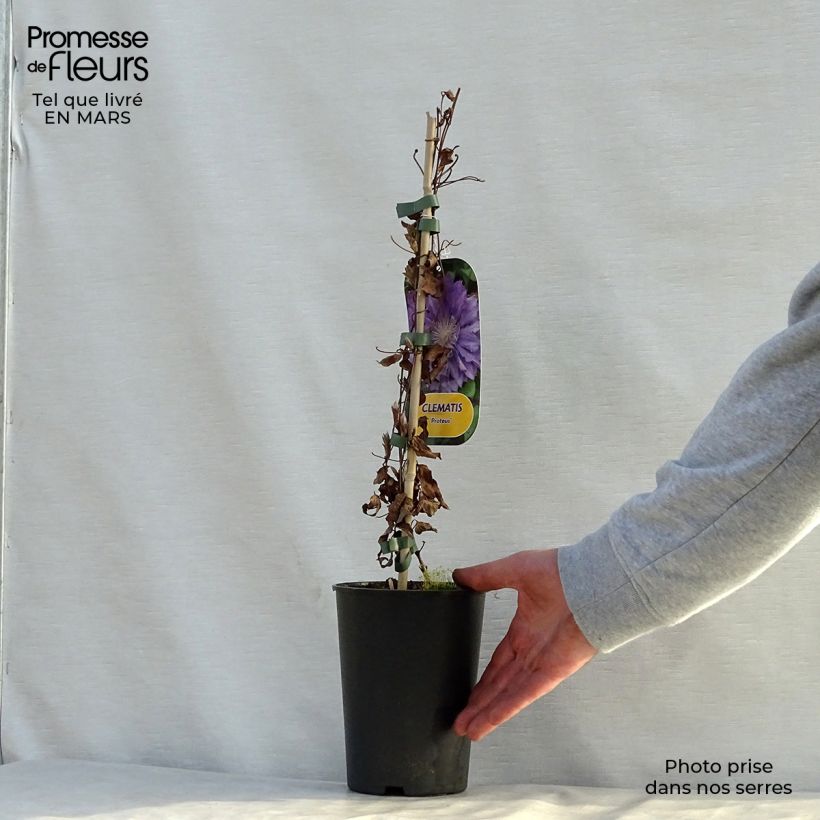 Spécimen de Clématite - Clematis Proteus Pot de 2L/3L tel que livré au printemps