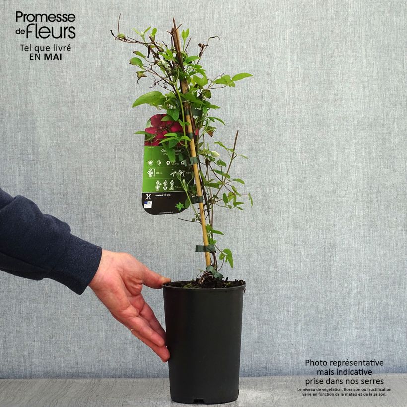 Spécimen de Clématite - Clematis Ruutel Pot de 2L/3L tel que livré au printemps