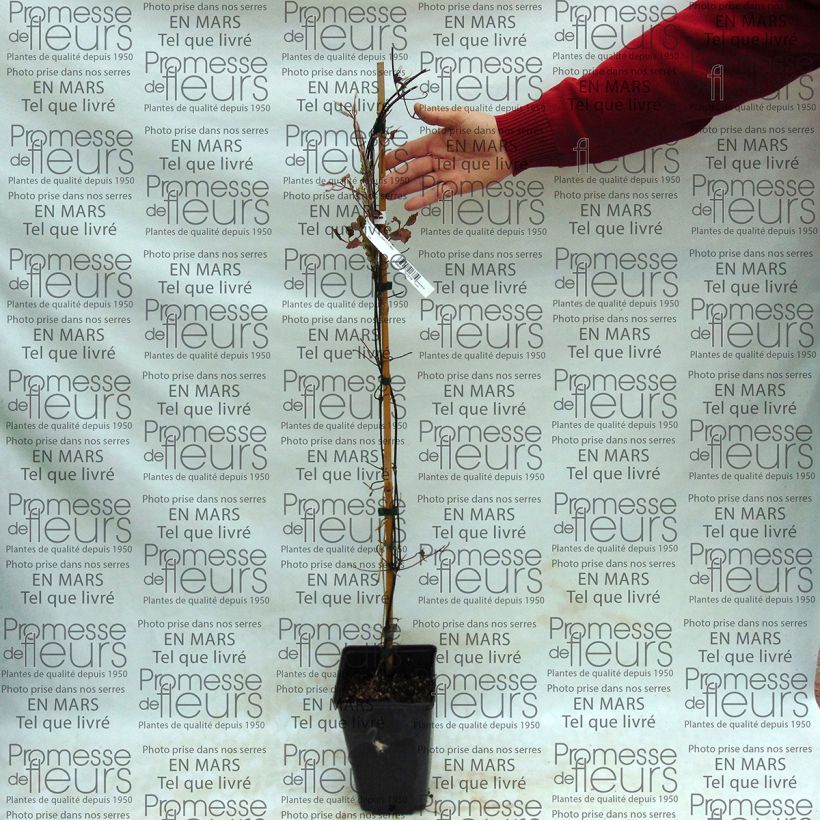 Exemple de spécimen de Clématite - Clematis SUCCESS® Bleu de Loire Pot de 2L/3L tel que livré