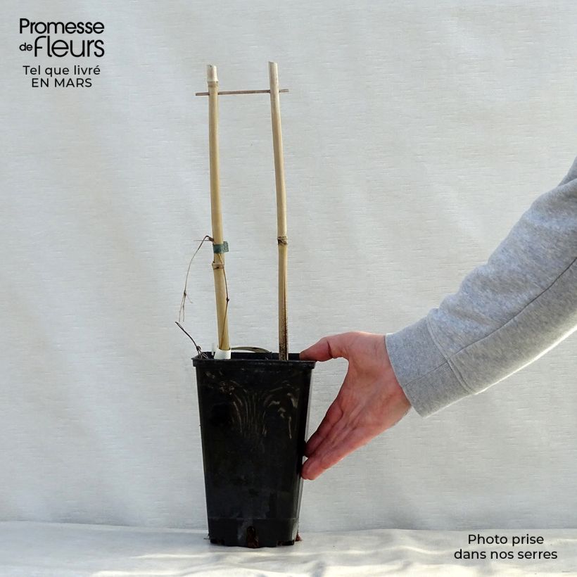 Example of Clématite - Clematis SUCCESS® Candy Pot de 2L/3L as you get in printemps