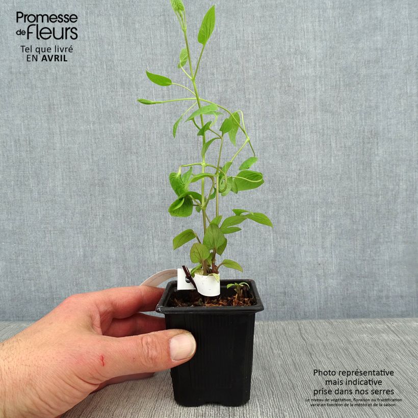 Spécimen de Clématite - Clematis Saphyra Estrella Godet de 8/9 cm tel que livré au printemps