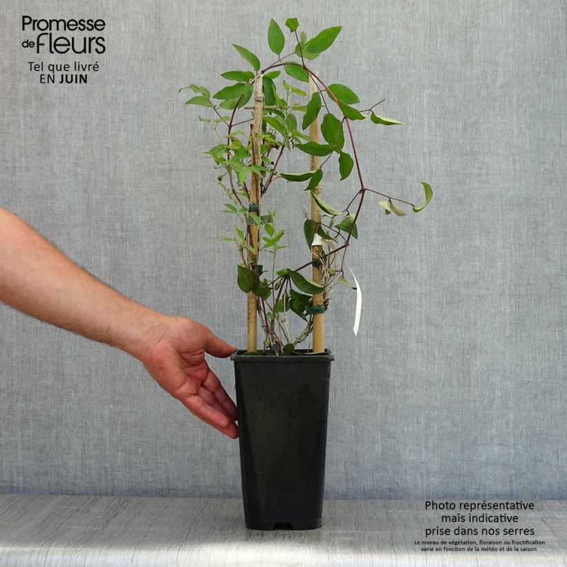 Spécimen de Clématite - Clematis Saphyra Indigo Pot de 2L/3L tel que livré au printemps