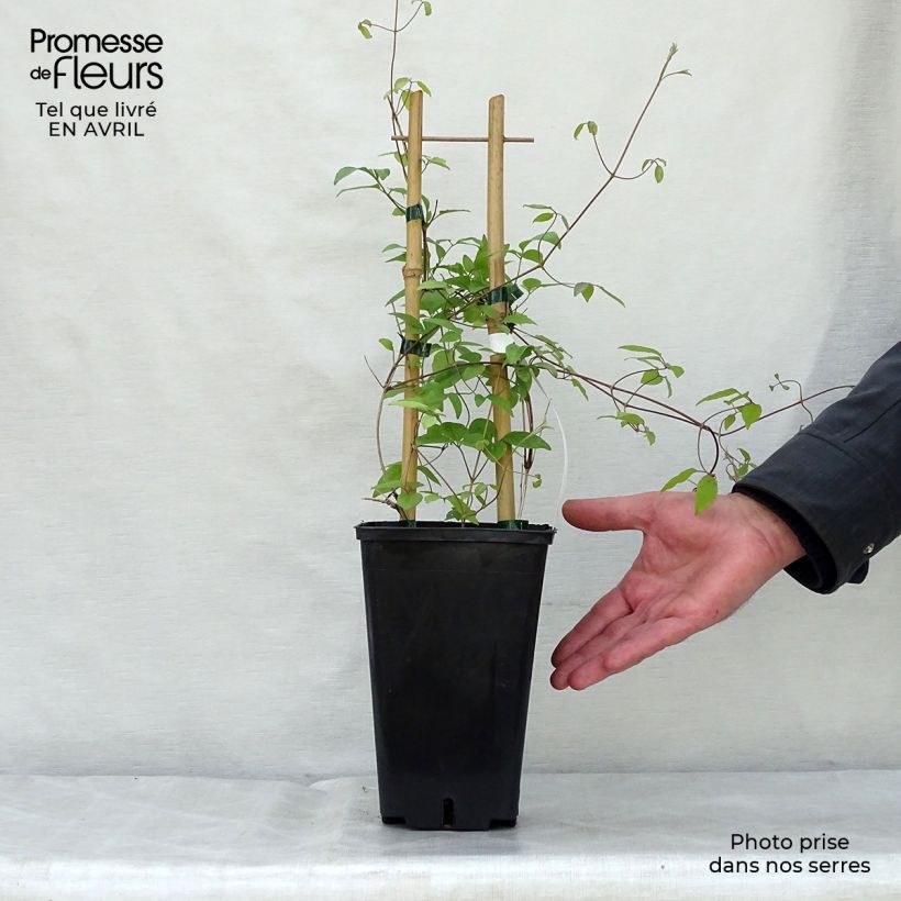 Spécimen de Clématite - Clematis Sen no Kaze Pot de 2L/3L tel que livré au printemps