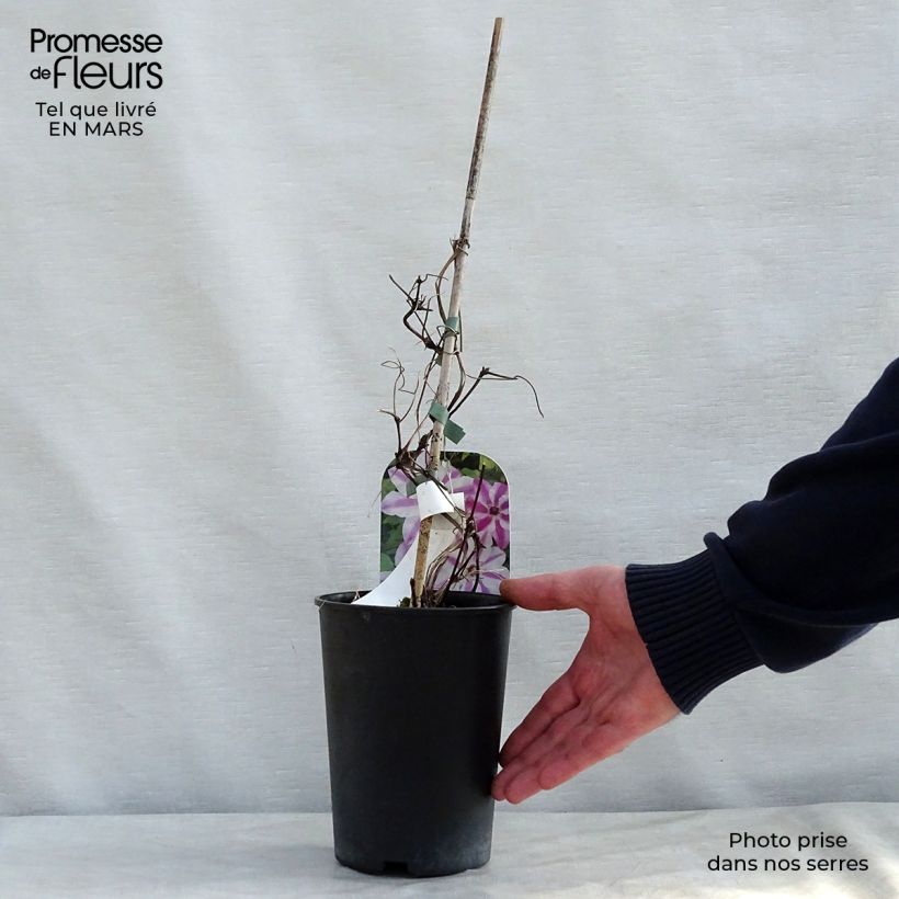 Spécimen de Clématite - Clematis Souvenir du Capitaine Thuilleaux Pot de 2L/3L tel que livré au printemps