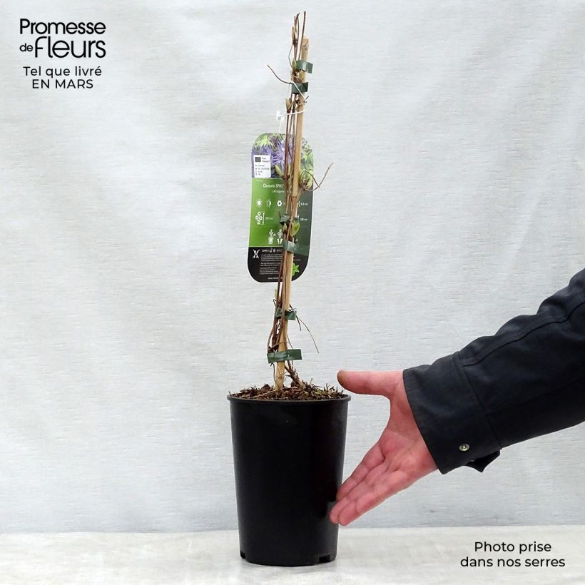 Example of Clématite - Clematis Spiky Pot de 2L/3L as you get in printemps