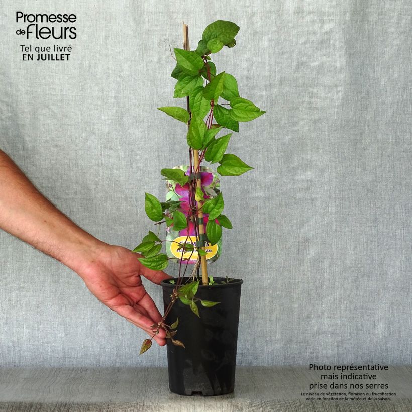 Spécimen de Clématite - Clematis Star of Pakistan Pot de 2L/3L tel que livré en été