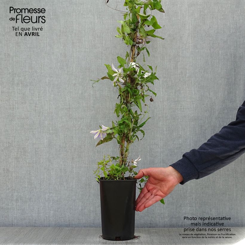 Spécimen de Clématite - Clematis Sugar Sweet (Scented Clem) Pot de 2L/3L tel que livré au printemps