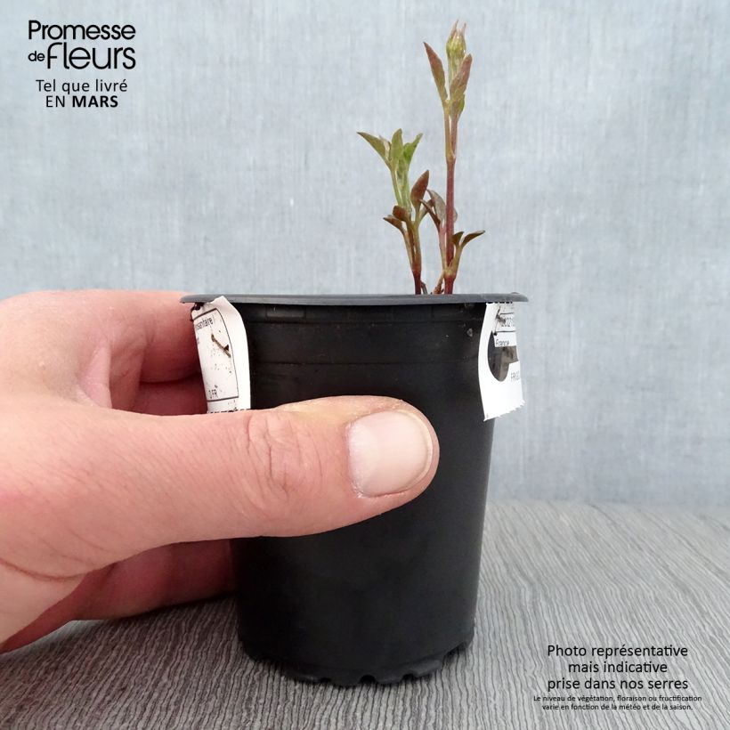 Spécimen de Clématite - Clematis Sunset Godet de 8/9 cm tel que livré au printemps