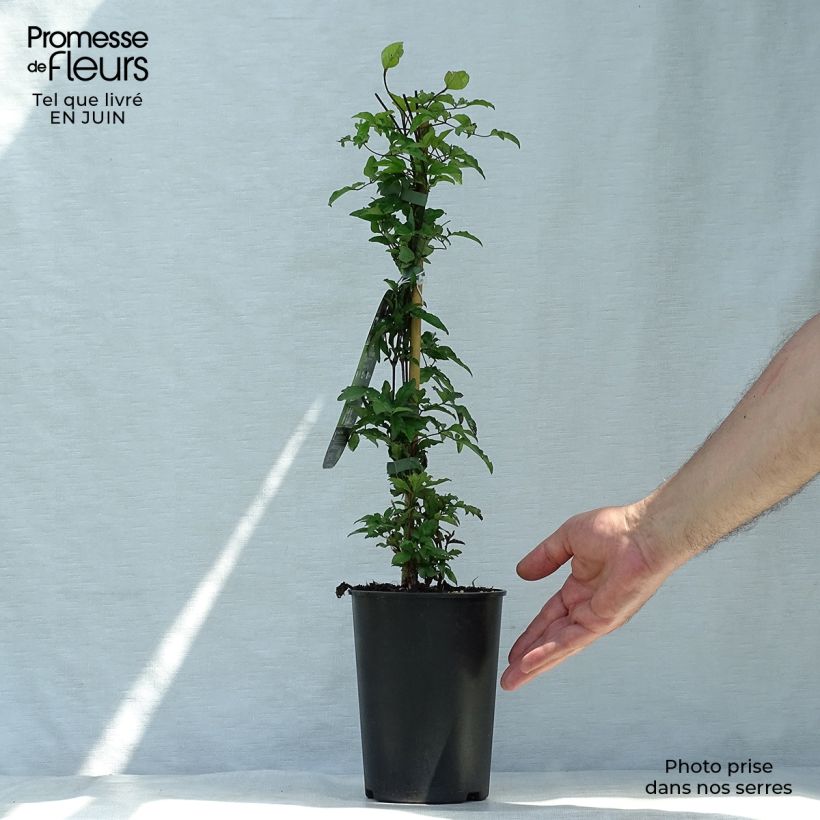 Spécimen de Clématite - Clematis Supernight Pot de 2L/3L tel que livré en été