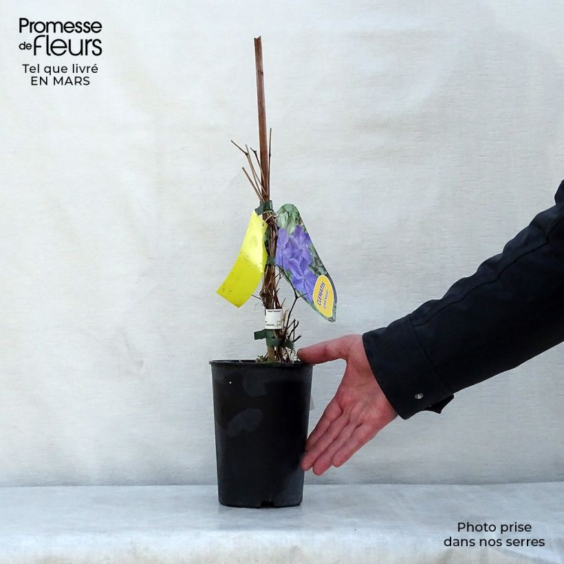 Spécimen de Clématite - Clematis Supernight Pot de 2L/3L tel que livré au printemps