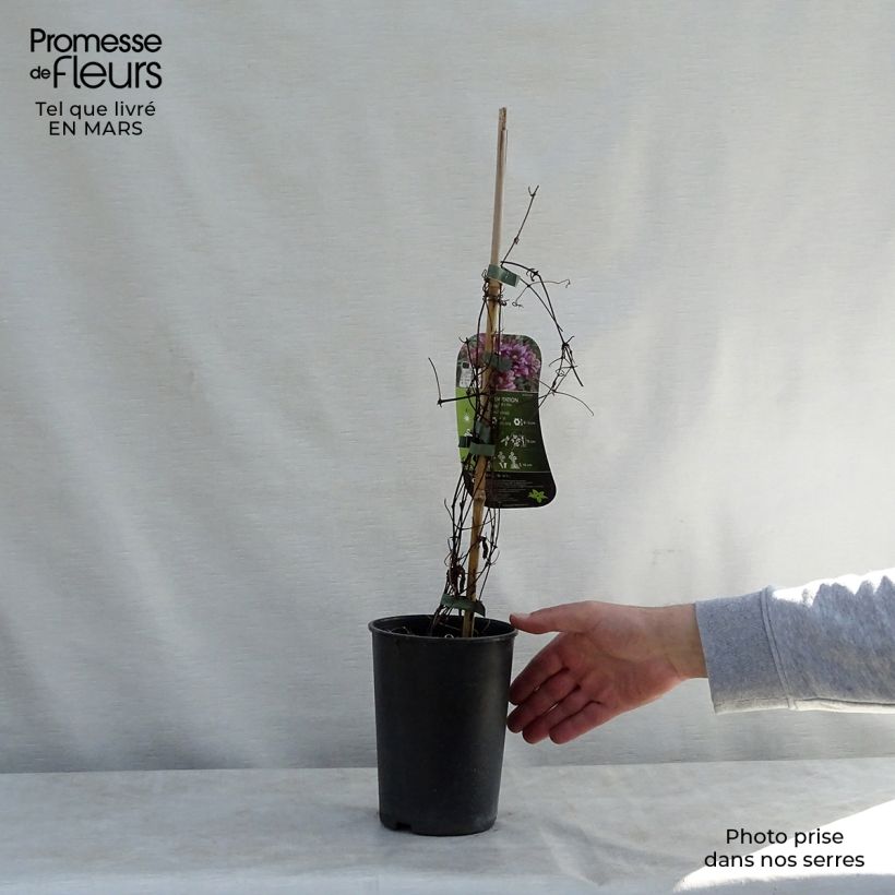 Spécimen de Clématite - Clematis Temptation Pot de 2L/3L tel que livré au printemps