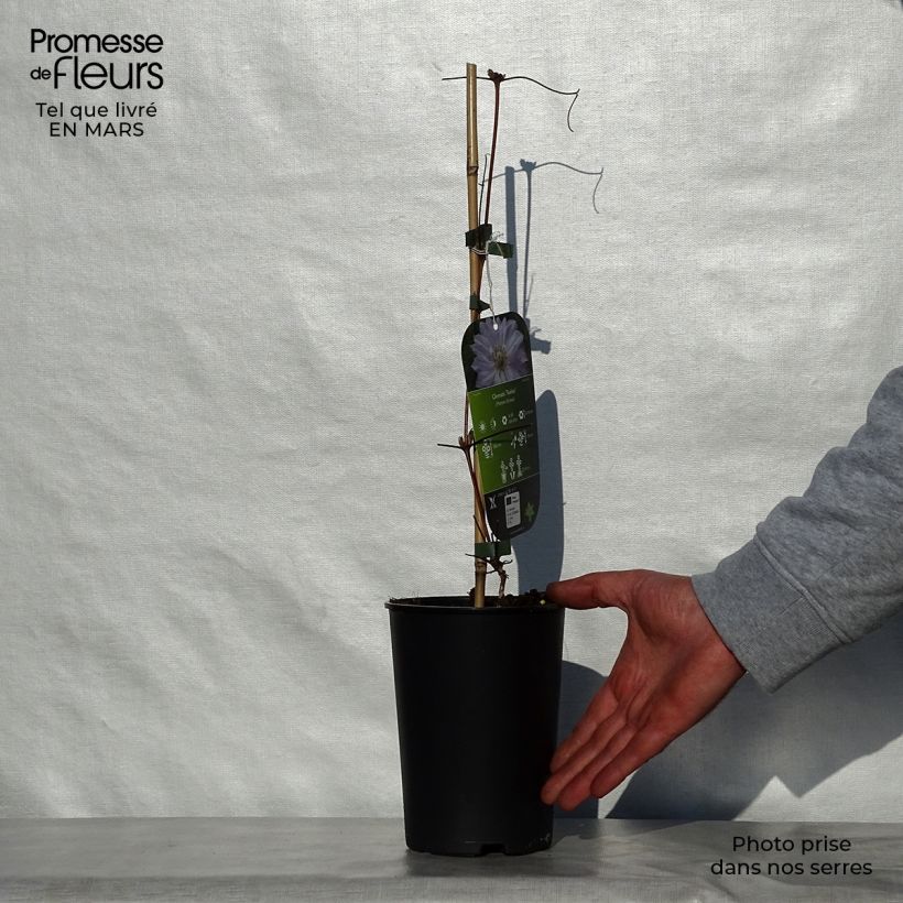 Spécimen de Clématite - Clematis Teshio Pot de 2L/3L tel que livré au printemps