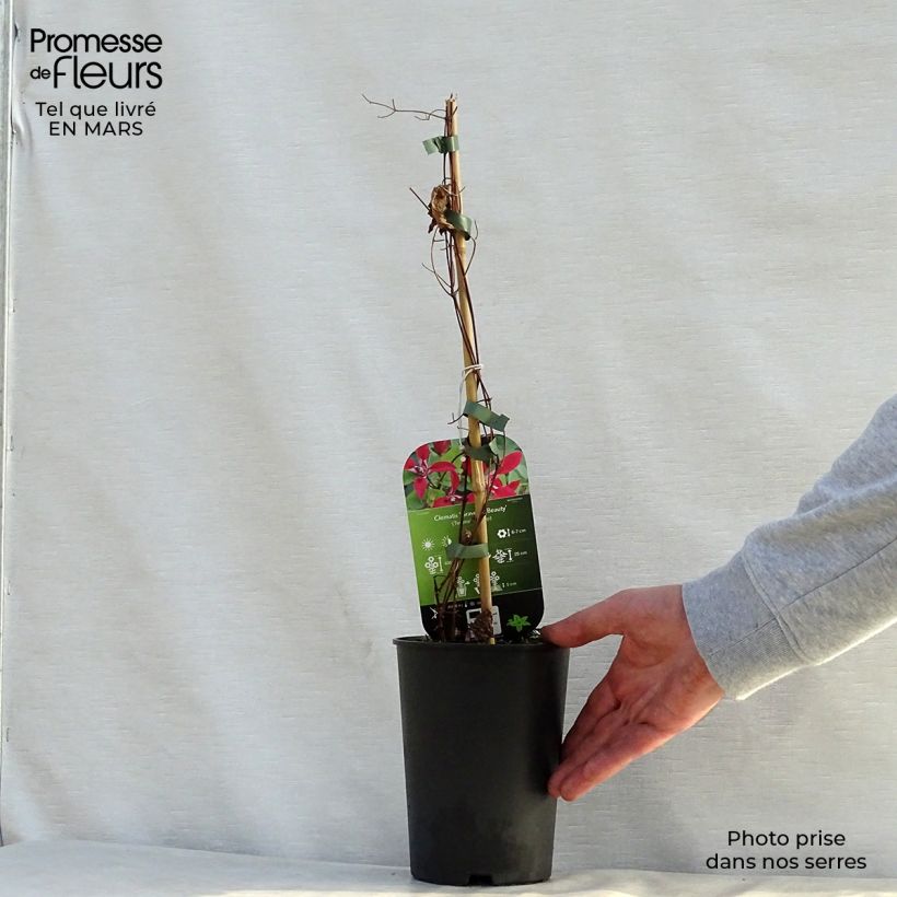 Spécimen de Clématite - Clematis Texensis Gravetye Beauty Pot de 2L/3L tel que livré au printemps