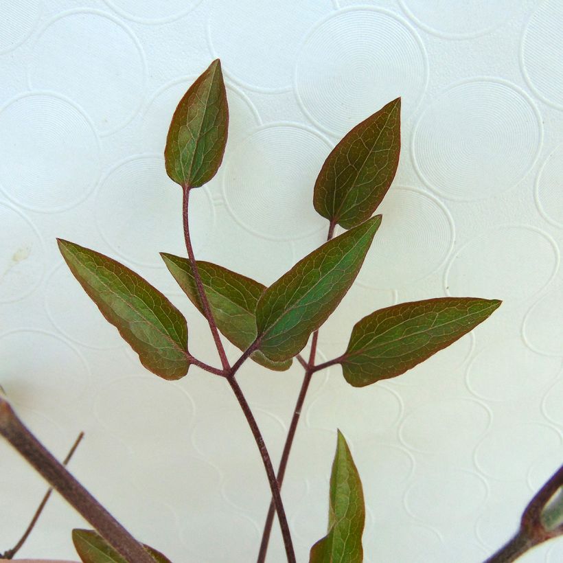 Clématite - Clematis The President (Feuillage)