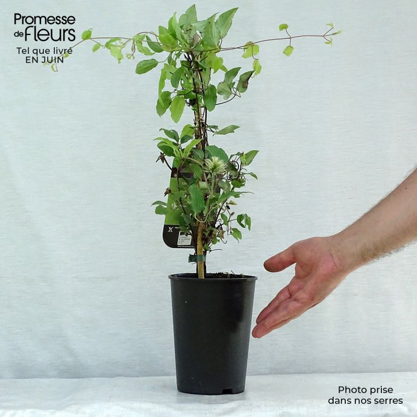 Spécimen de Clématite - Clematis The Vagabond Pot de 2L/3L tel que livré en été