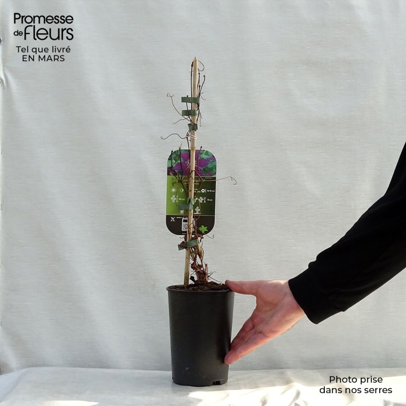 Spécimen de Clématite - Clematis The Vagabond Pot de 2L/3L tel que livré au printemps
