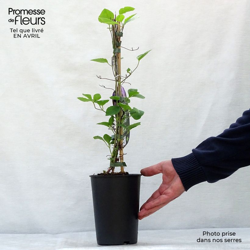 Spécimen de Clématite - Clematis Tie Dye Pot de 2L/3L tel que livré au printemps
