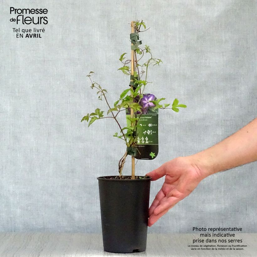 Spécimen de Clématite - Clematis Venosa Violacea Pot de 2L/3L tel que livré au printemps